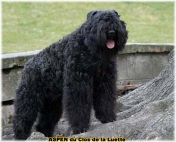  Bouvier des Flandres expositions tous primés